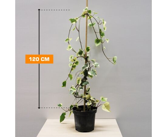 სურო Hedera Colchica Dentata Variegata