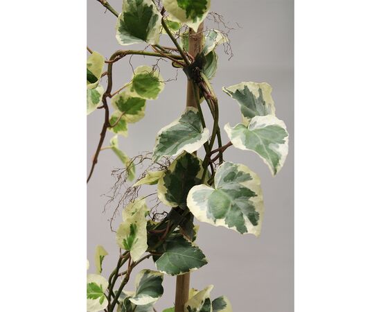სურო Hedera Colchica Dentata Variegata
