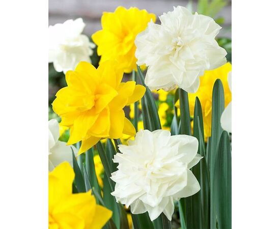 ბოლქვოვანი  HBM GLO Narcissus Bright Double Sun (10x6)