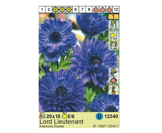 Bulbous HBM STA Anemone Lord Lieutenant (x15)