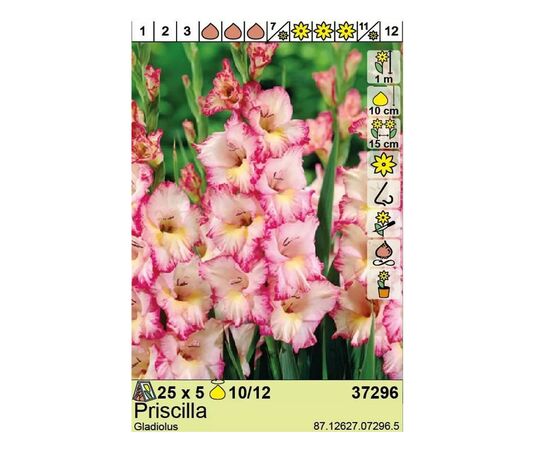 Bulbous HBM BEST BUY CAPPERLINE BES Gladiolus Priscilla (x5)