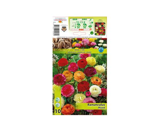 ბოლქვოვანი HBM STA Ranunculus Mixed (x10)