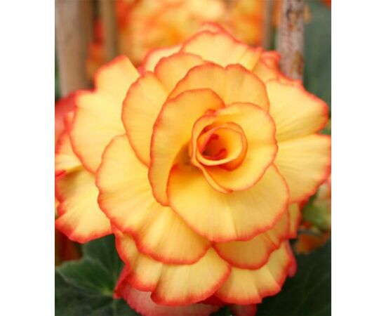 ბოლქვოვანი HBM STA Begonia Picotee Yellow/Red (x2)