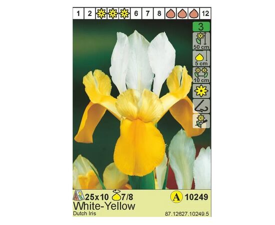 Bulbous HBM STA Dutch Iris Yellow/White (x10)