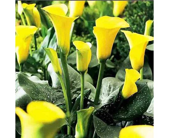 ბოლქვოვანი HBM STA Calla Sunshine (x1)