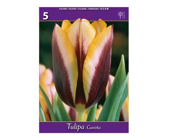 Bulbous HBM BES Tulipa Gavota (x5)