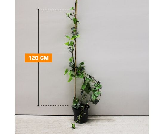 Плющ Hedera helix Hibernica