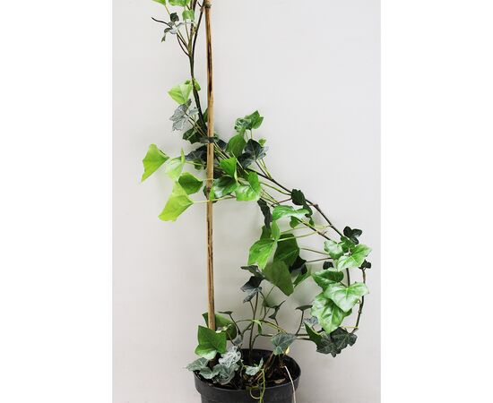 Плющ Hedera helix Hibernica