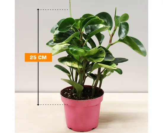 პეპერომია PEPEROMIA 25 სმ