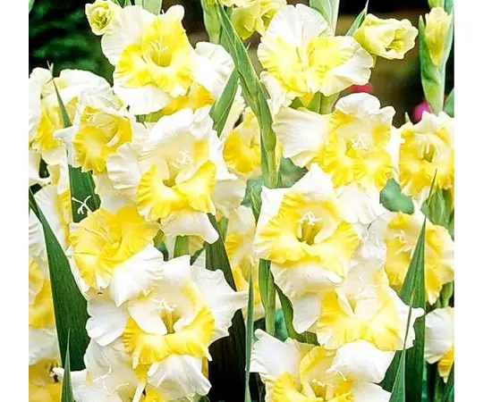 ბოლქვი BES HBM Gladiolus Buggy 10/12 5 ც