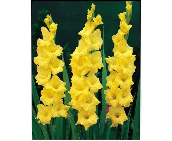 Bulb HBM Gladiolus Nova Lux 10/12 5 pc