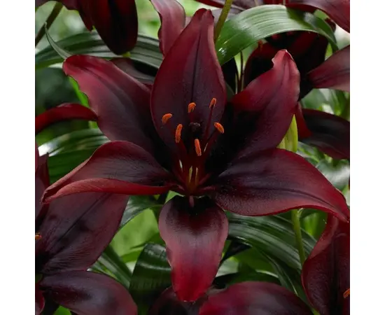 ბოლქვი HBM შროშანი Mapira 10/12 2 ც