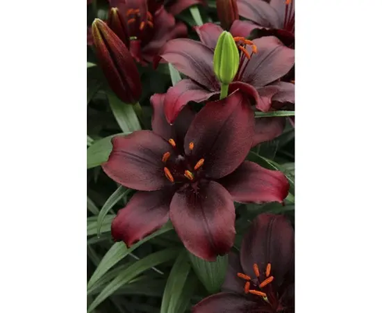 ბოლქვი HBM შროშანი Mapira 10/12 2 ც