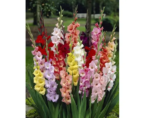 Bulb HBM Gladiolus Mixed 10/12 5 pcs