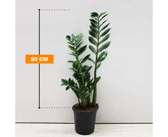 Замиокулькас Zamioculcas 80 см