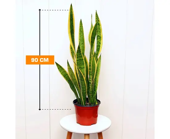 სანსევიერია SANSEVIERIA LAURENTII 5 PP 90 სმ