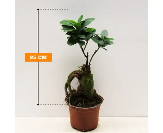 ფიკუსი FICUS MICROCARPA GINSENG 25 სმ