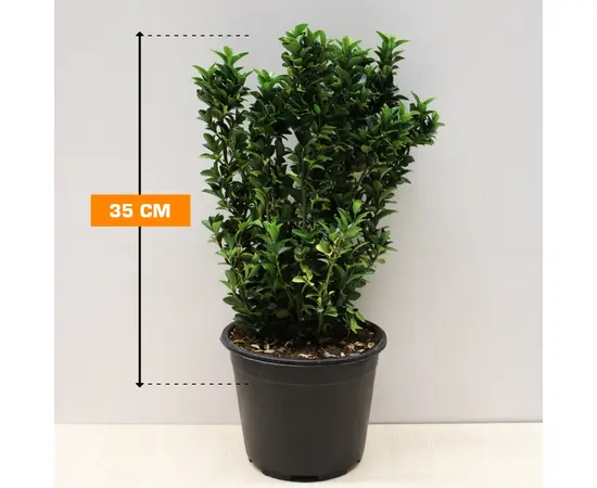 Эонимус Euonymus Microphyllus Pulchellus 35 см