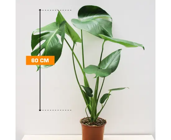 მონსტერა Monstera 60 cm