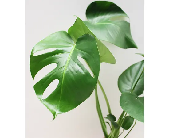 მონსტერა Monstera 60 cm