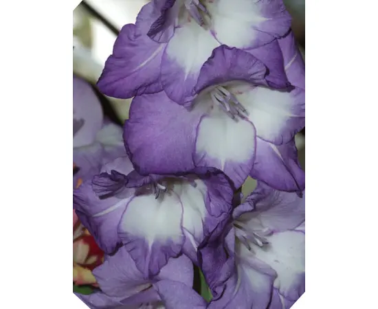 ბოლქვი გლადიოლუსი Blue Isle HBM 10/12 5 ც