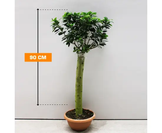 Фикус FICUS MICROCARPA STRAIGHT STEM 90 см