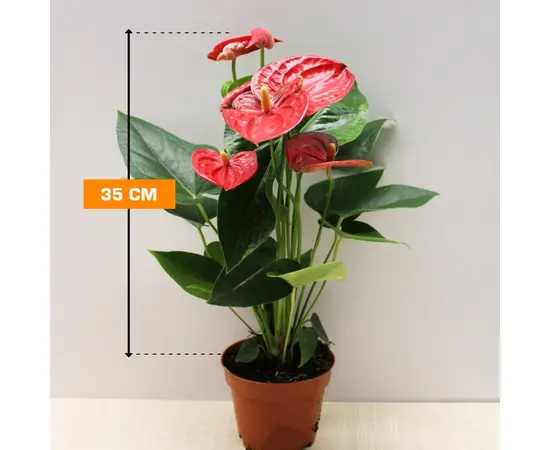 ანტურიუმ Anthurium 35 სმ
