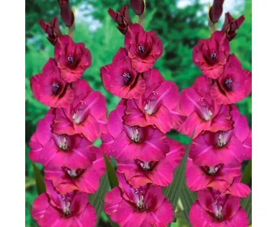 Bulb HBM Gladiolus Fidelio 10/12 5 pc