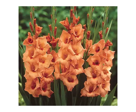 Bulb HBM Gladiolus Peter Pears 10/12 5 pc