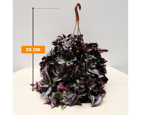 ტრადესკანცია TRADESCANTIA HANGING 20 სმ