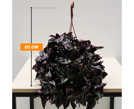 ტრადესკანცია TRADESCANTIA HANGING 20 სმ