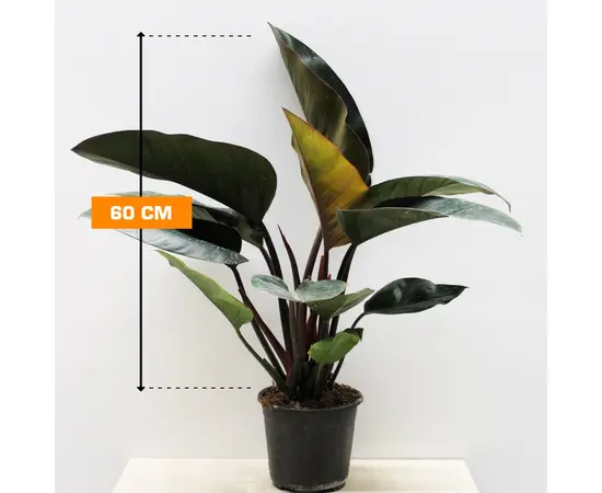 ფილოდენდრონი PHILODENDRON RED CONGO 60 სმ