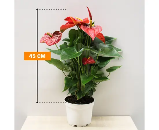 ანტურიუმ Anthurium 45 სმ