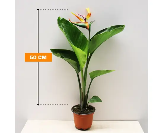 Стрелиция STRELITZIA NICOLAI 1 PP 50 см