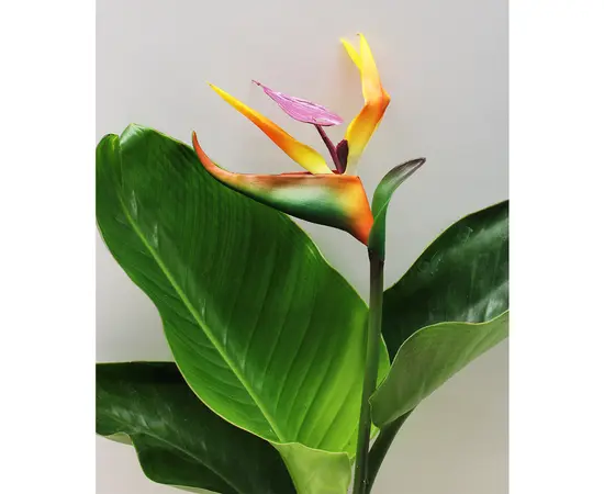 Стрелиция STRELITZIA NICOLAI 1 PP 50 см