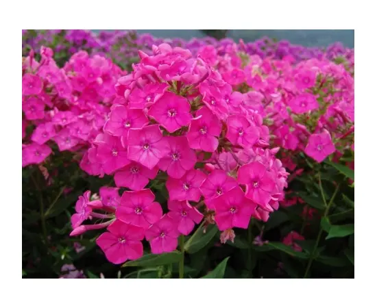 Bulb HBM Phlox Pink I 1 pc