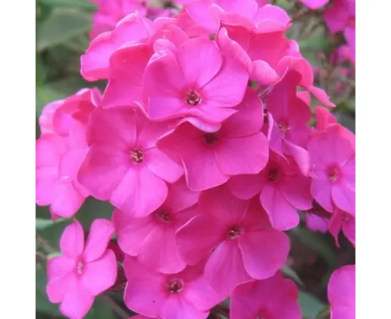 Bulb HBM Phlox Pink I 1 pc