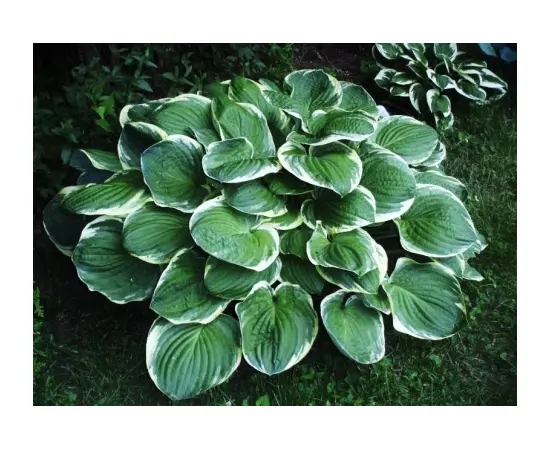 Bulb HBM Hosta Christmas Tree II 1 pc