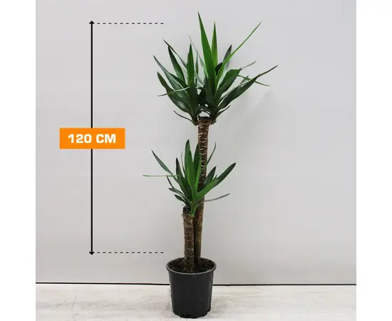 იუკა Yucca 2PP 120 სმ