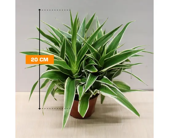 ქლოროფიტუმი CHLOROPHYTUM HANGING 20 სმ