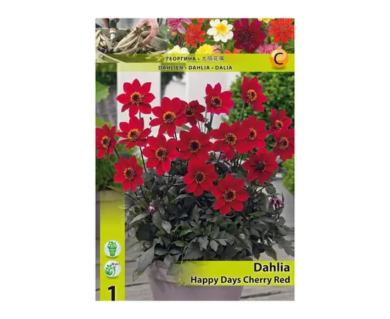 Луковичные HBM STA Dahlia Happy Days Cherry Red (x1)