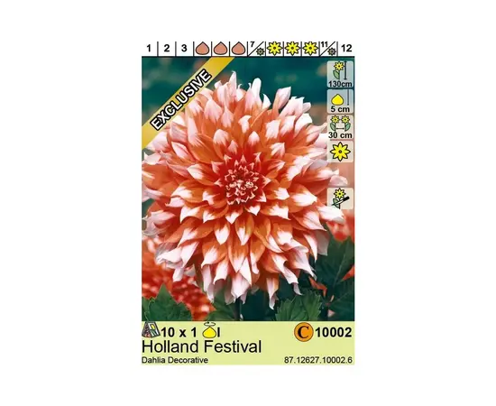 Bulbous HBM STA Dahlia Holland Festival (x1)