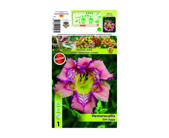 ბოლქვოვანი HBM STA Hemerocallis Get Jiggy (x1)