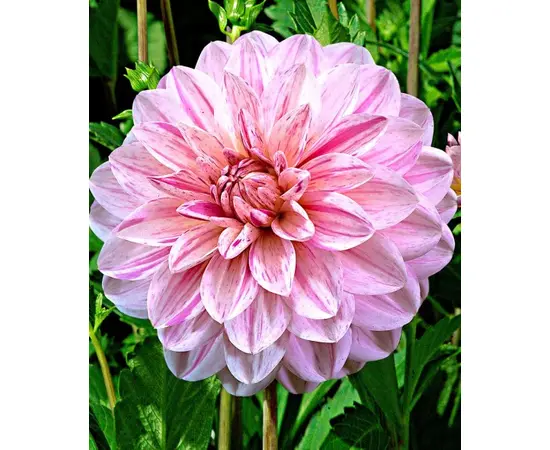 Bulb HBM Dahlia Bonesta II 1 pc