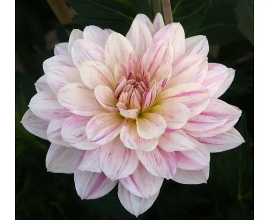 Bulb HBM Dahlia Bonesta II 1 pc