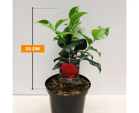 Камелия Camelia JAPONICA 35 см