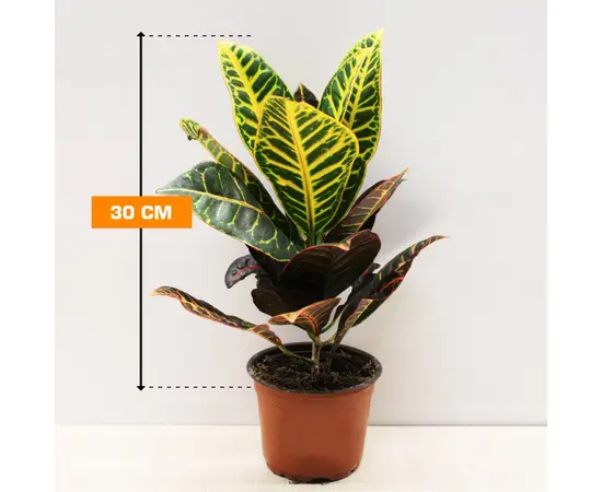 კროტონი CODIAEUM CROTON PETRA 30 სმ