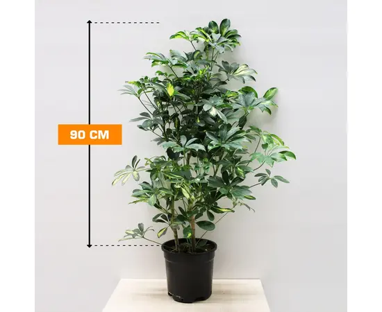 Шеффлера Schefflera MATERNAL 90 см