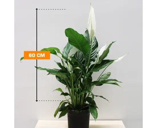 Спатифиллюм Spathiphyllum 60 cm