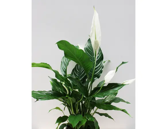 Спатифиллюм Spathiphyllum 60 cm